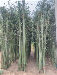 河南鄢陵竹子价格优惠规格齐全