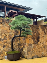 地面铺装 平毛石文化石地砖 黄色板岩碎拼石 虎皮锈花岗岩