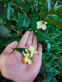 福建新鲜茶树花