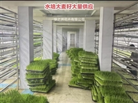 啤酒专用大麦一吨多少钱