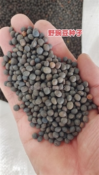 绿肥野豌豆草籽高羊茅