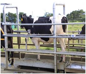 车牌无人值守汽车衡 14米100吨自动称重地磅秤系统