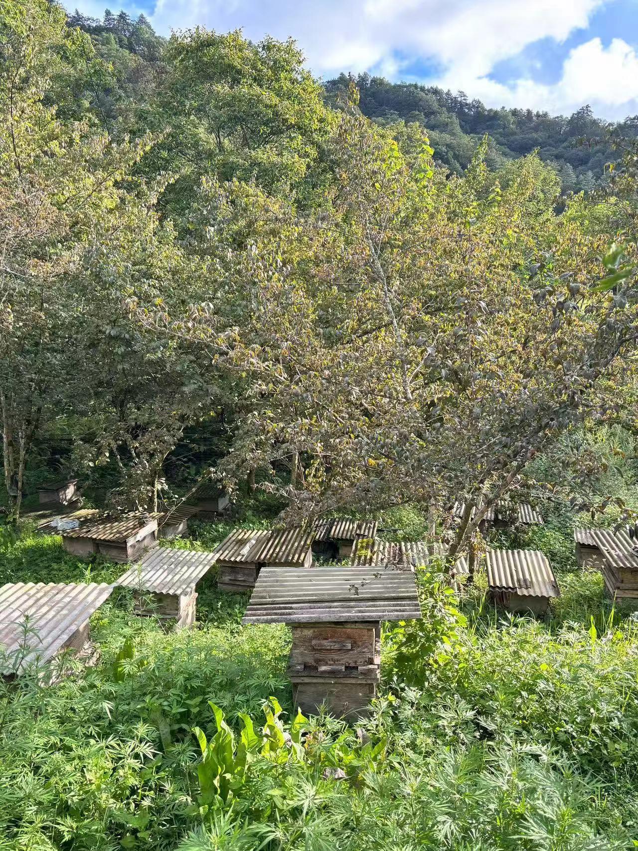 土蜂蜜對人體有什么好處呢，寧陜縣土蜂蜜是你的最佳選擇 視頻