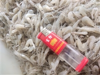 急寻麦穗鱼、小河虾、银鱼供应商，长年大量收购，价格从优