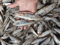 大量收购淡水鱼，麦穗鱼、小河虾、银鱼长期求购，合作共赢