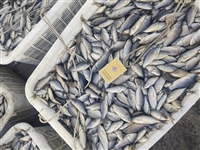 大量收购淡水鱼，小河虾、冷库长年收银鱼、池沼公鱼欢迎洽谈