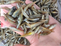 长年大量收购麦穗鱼，大型冷库收购各类淡水鱼、河虾银鱼均有需求