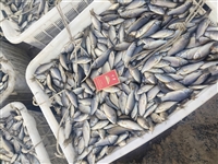黑龙江淡水鱼收购，大量收白条麦穗鱼，全国高价上门