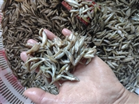 高价收购淡水鱼，黑吉辽蒙及全国，长年收白条鱼、麦穗鱼、小河虾