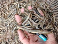 黑吉辽蒙淡水鱼收购 白条麦穗山根银鱼等品种 长年收购货源稳定