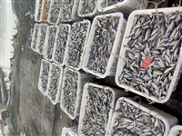 长期大量收购银鱼河虾，冷库收购死鱼死虾，内蒙地区收购淡水鱼