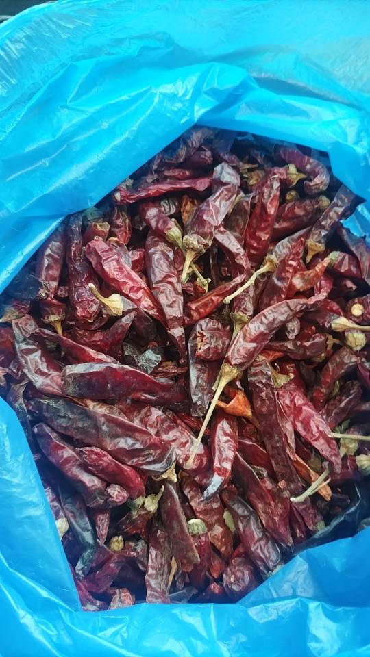 巴基斯坦干辣椒