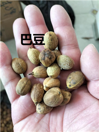 巴豆 中药材巴豆批发