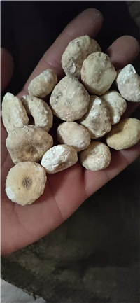天南星生货价格-功效-批发销售-用法用量-行情