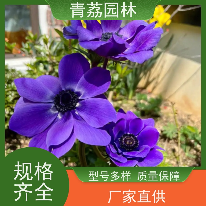 银莲花花籽批发 秋季易播开花 耐寒花卉种子盆栽地栽景观苗木种籽