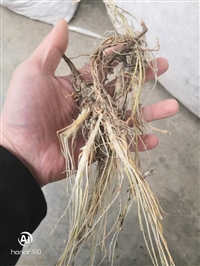 中药多叶棘豆价格多叶棘豆批发供应