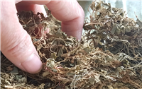 中药肝炎草价格批发供应肝炎草超细粉
