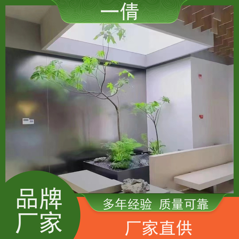 一倩花卉 办公室 龟背 室内植物出租 桌面绿植 花木护理
