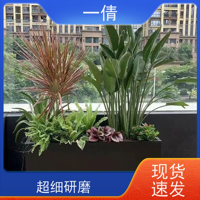 一倩花卉 前台 棕竹 花卉租赁 种类繁多 规格齐全