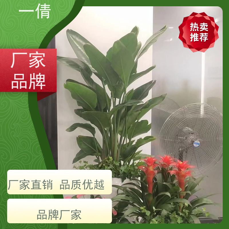 一倩花卉 室内 高山榕 花卉租赁 全城配送 上门养护