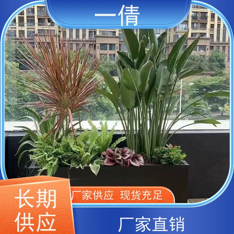一倩花卉 前台 金钱兜 室内植物出租 桌面绿植 花木护理