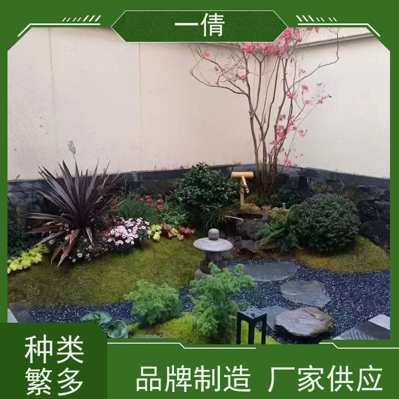 一倩花卉 前台 大杨贵妃 绿植租赁 全城配送 上门养护