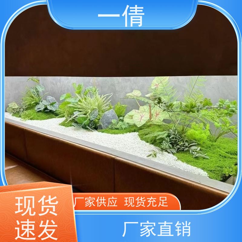 一倩花卉 室内 单杆幸福树 绿植租摆 桌面绿植 花木护理