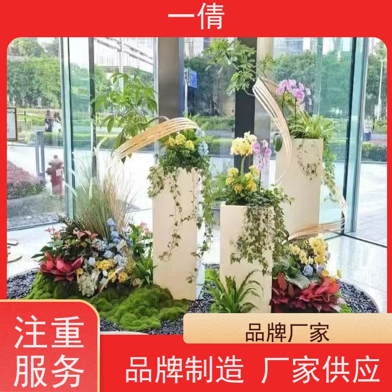 一倩花卉 办公室 小仙女海芋 绿植出售 种类繁多 规格齐全