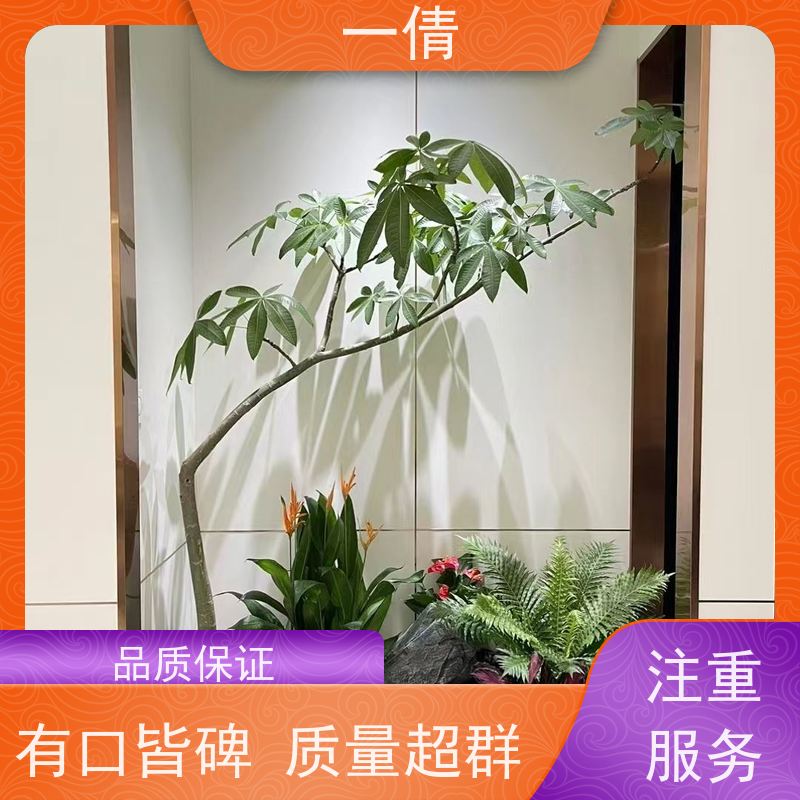 一倩花卉 办公室 爱心榕 绿植租赁 全城配送 上门养护