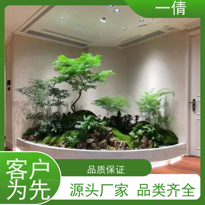 一倩花卉 办公室 巴西木 室内植物出租 全城配送 上门养护