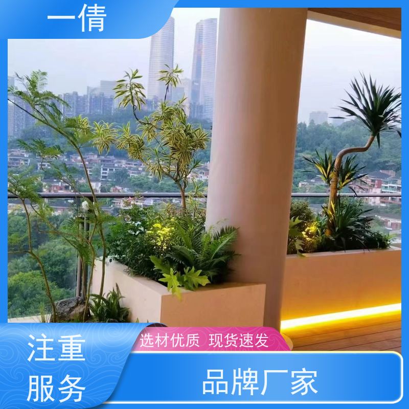 一倩花卉 室内 三杆发财树 室内植物出租 种类繁多 规格齐全