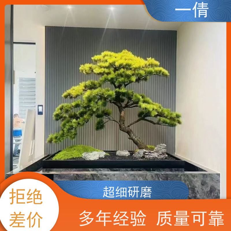 一倩花卉 深圳 小仙女海芋 绿植租摆 种类繁多 规格齐全