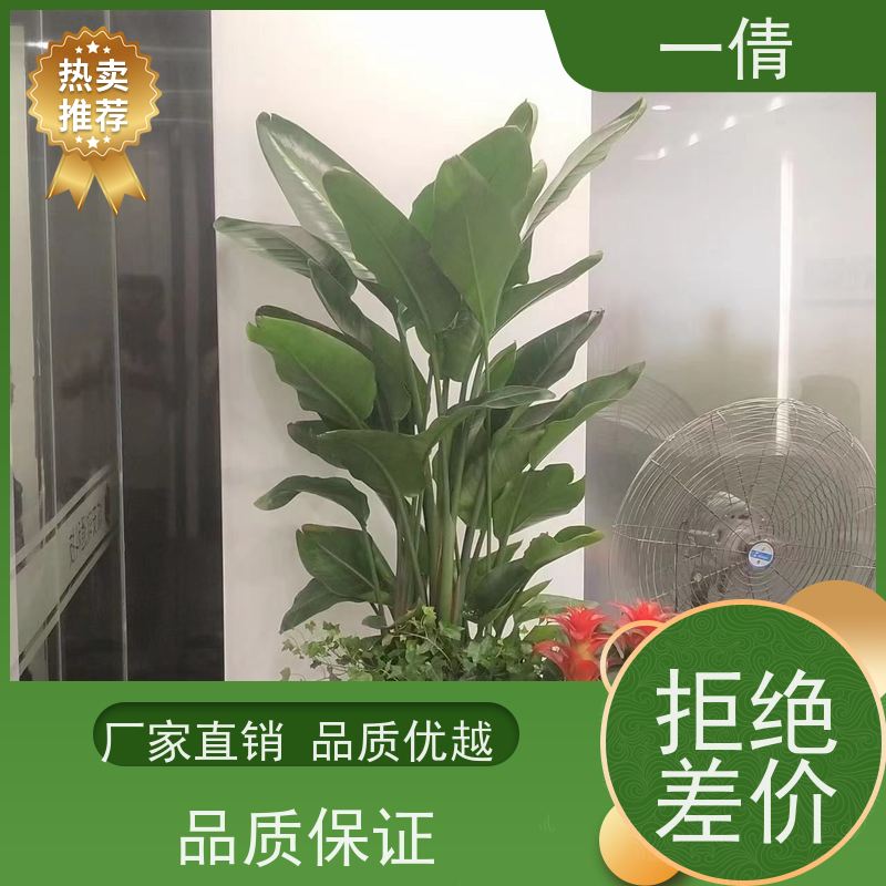 一倩花卉 办公室 量天尺 开业花篮租赁 桌面绿植 花木护理