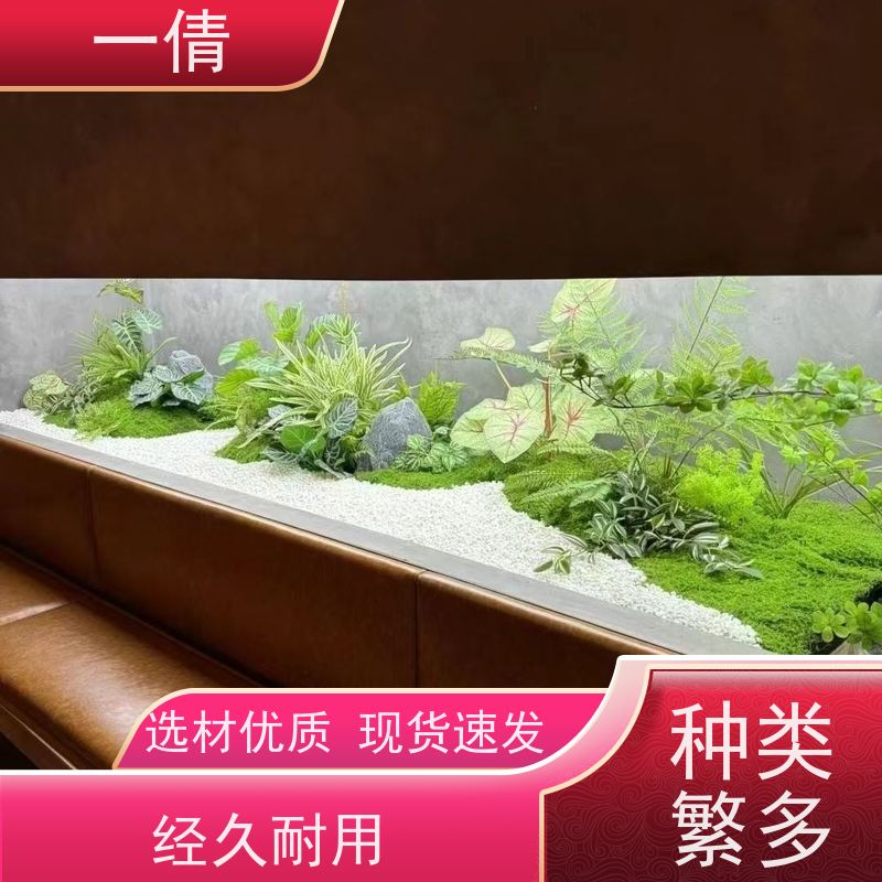 一倩花卉 办公室 澳洲杉 花卉租赁 种类繁多 规格齐全