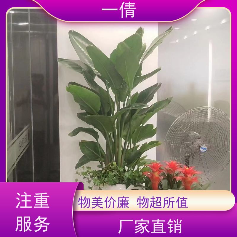 一倩花卉 深圳 佛手 绿植租赁 全城配送 上门养护