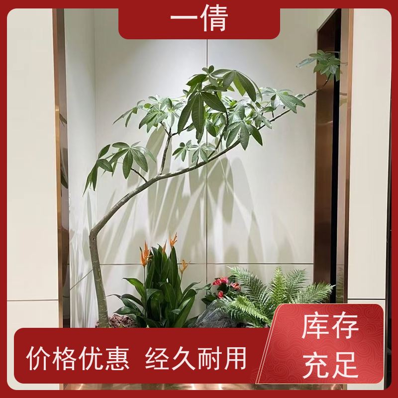 一倩花卉 前台 金钱树 花卉租赁 种类繁多 规格齐全
