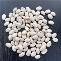 中药白刀豆价格-功效-批发供应销售白刀豆粉