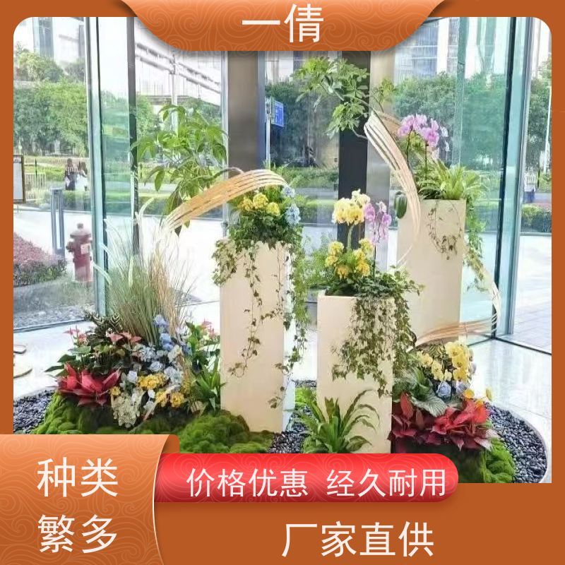 一倩花卉 室内 三层幸福树 室内植物出租 桌面绿植 花木护理