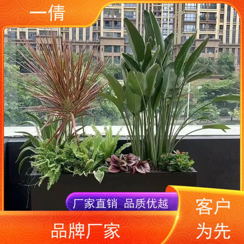 一倩花卉 深圳 夏威夷竹 绿植租赁 种类繁多 规格齐全