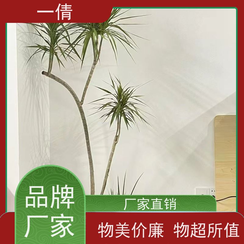 一倩花卉 前台 百合竹 绿植租赁 全城配送 上门养护