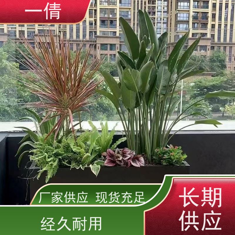 一倩花卉 前台 百合竹 花卉租赁 全城配送 上门养护
