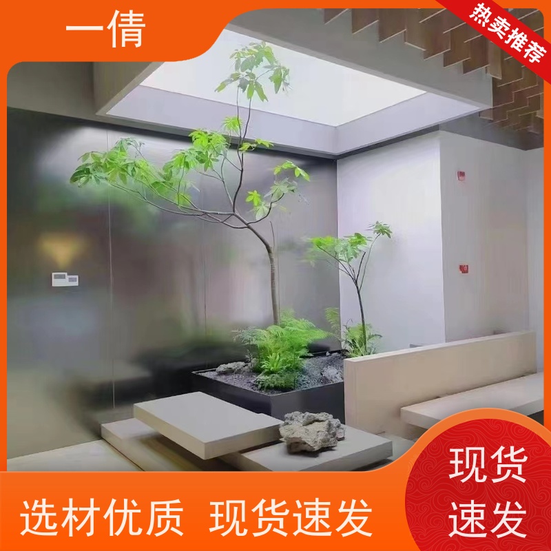 一倩花卉 深圳 好事花生 室内植物出租 种类繁多 规格齐全