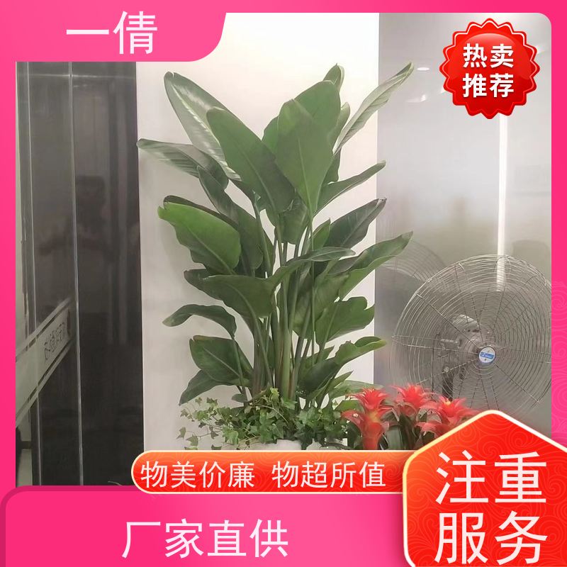 一倩花卉 办公室 澳洲杉 开业花篮租赁 种类繁多 规格齐全