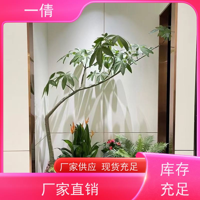 一倩花卉 办公室 福木 花卉租赁 桌面绿植 花木护理