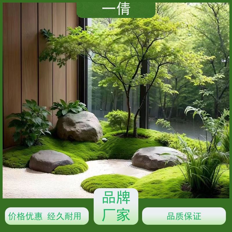 一倩花卉 办公室 平安树 绿植出售 桌面绿植 花木护理
