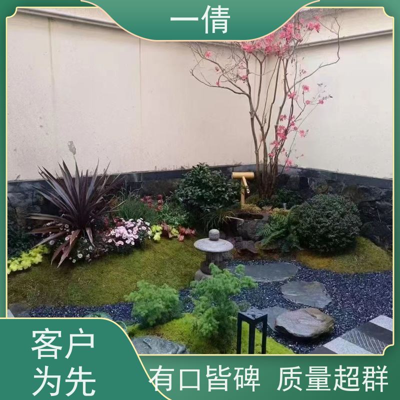 一倩花卉 深圳 鹅掌财 绿植租摆 种类繁多 规格齐全