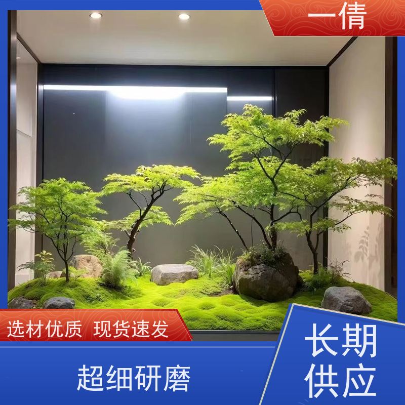 一倩花卉 办公室 大年桔盆景 绿植出售 种类繁多 规格齐全