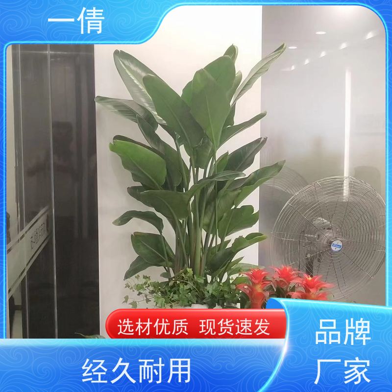 一倩花卉 办公室 平安树 绿植租赁 全城配送 上门养护