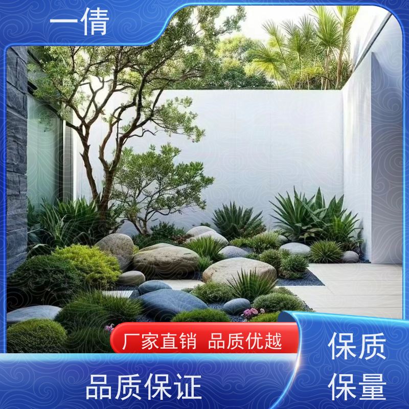 一倩花卉 深圳 绿巨人 绿植出售 桌面绿植 花木护理