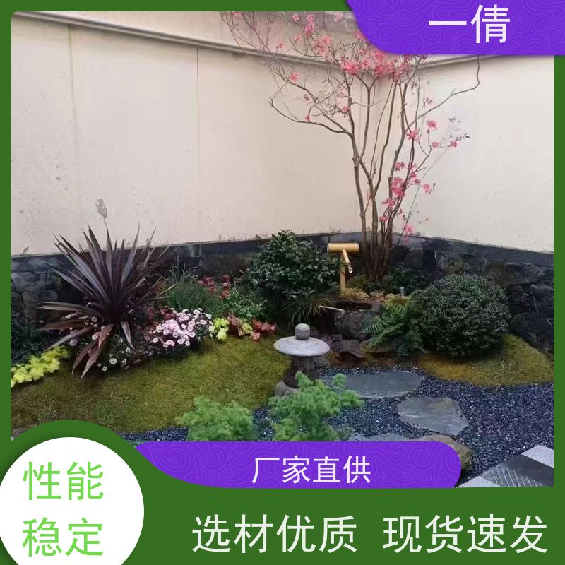 一倩花卉 深圳 澳洲杉 开业花篮租赁 全城配送 上门养护